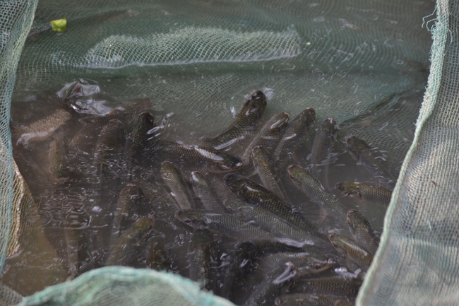The 3rd day of three day meditating - reciting the Buddha's name at Tay Khanh Pagoda