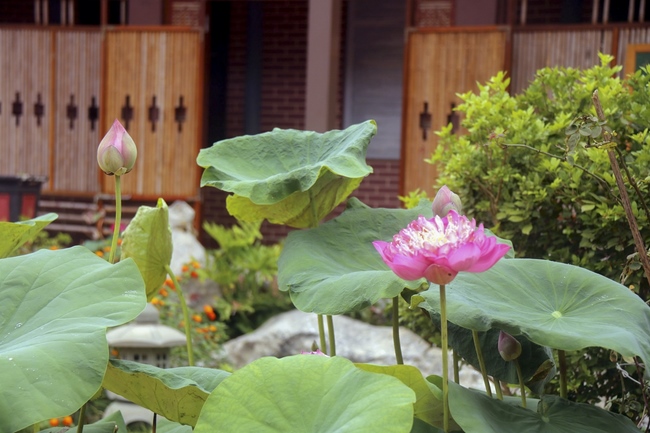 The retreat of Tea Meditation: Comeback to listening” at Hoa Phuc Pagoda.
