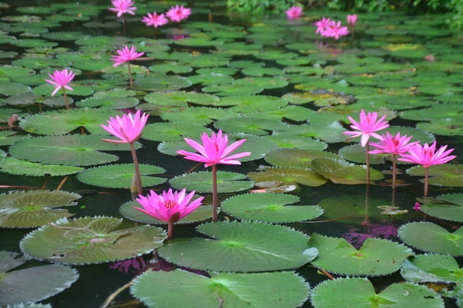 Ngày thứ 4 – chuyến hành hương tâm linh tại Ninh Bình