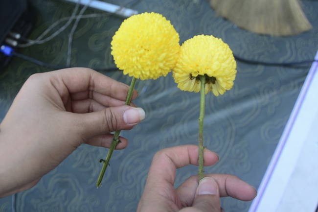 Công tác chuẩn bị đêm hoa đăng kỷ niệm đức Phật A-di-đà (phần 3)