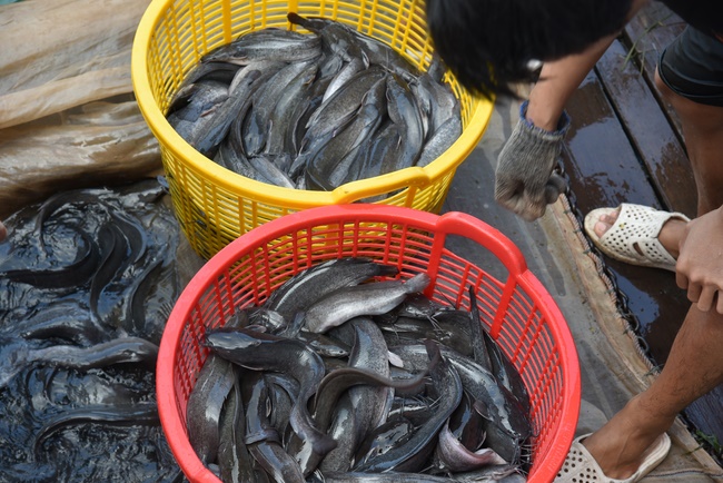 Freeing creatures on Van Phat yacht in Can Tho