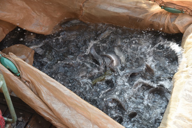 Freeing creatures on Van Phat yacht in Can Tho