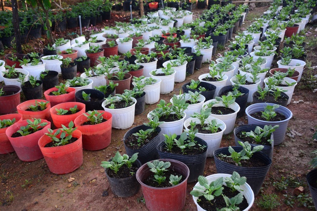 Repentant Ceremony at Dang Phap Pagoda, Binh Phuoc