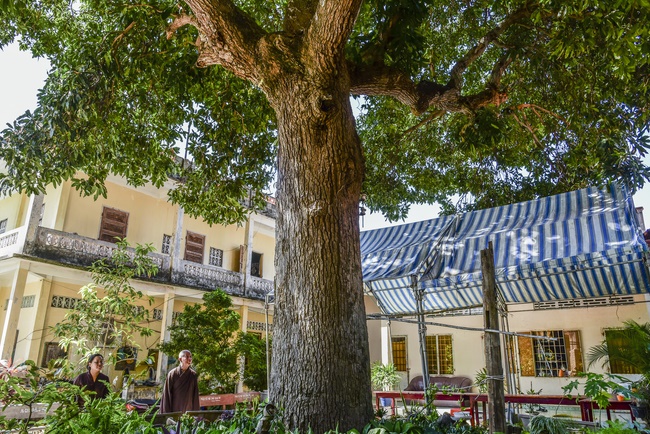Visiting pagodas in Vung Tau and buying wood to make Buddha statue