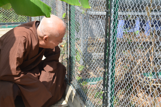 Granting lucky envelop on Tet occasion and handing in a python