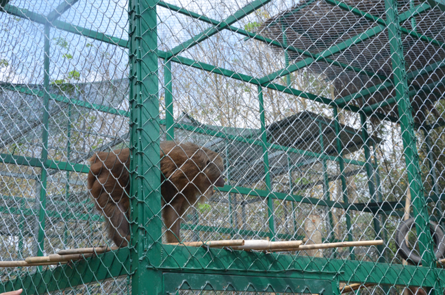 Granting lucky envelop on Tet occasion and handing in a python