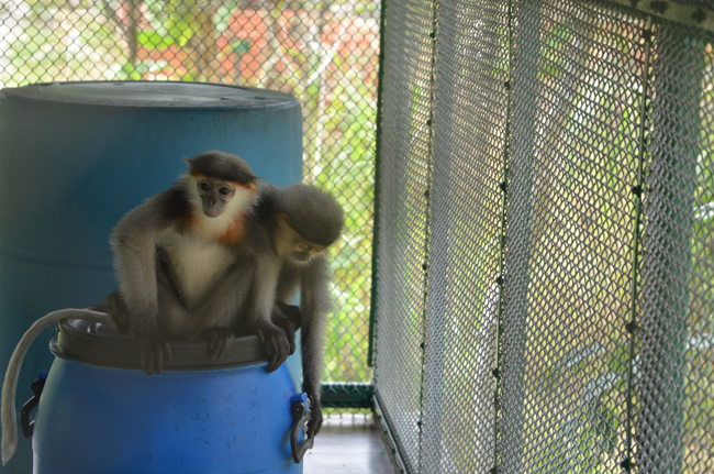 Granting lucky envelop on Tet occasion and handing in a python