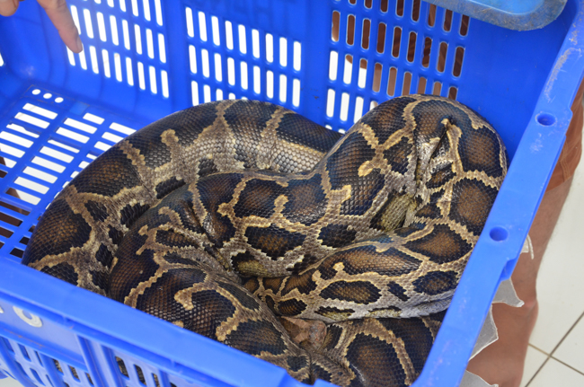 Granting lucky envelop on Tet occasion and handing in a python