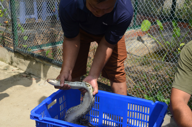 Granting lucky envelop on Tet occasion and handing in a python