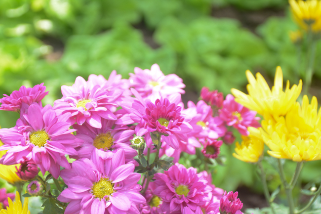 Lễ cầu an đầu năm tại chùa Tây Khánh – Thái Bình