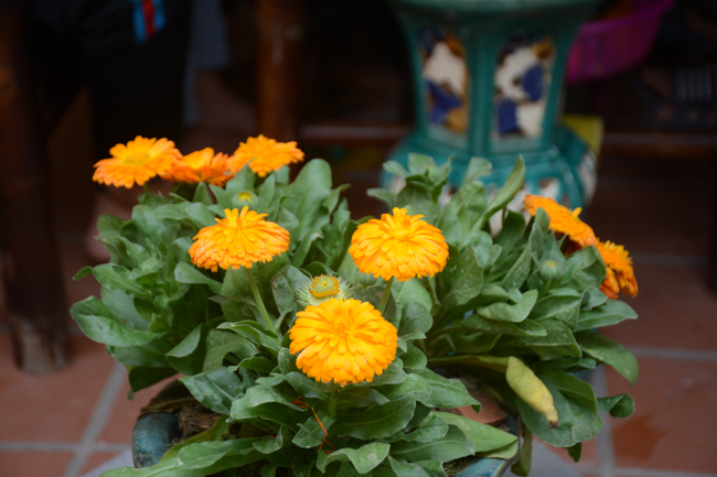 Lễ cầu an đầu năm tại chùa Tây Khánh – Thái Bình