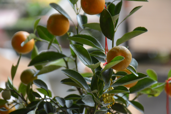 Lễ cầu an đầu năm tại chùa Tây Khánh – Thái Bình