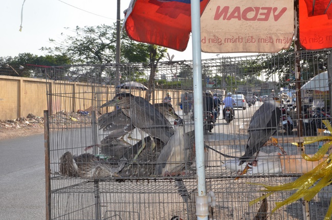 Chanting requiem and releasing creatures in Cu Chi - Long An