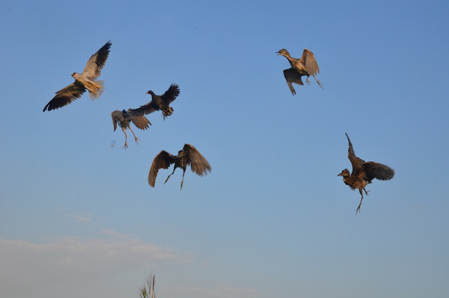 Chanting requiem and releasing creatures in Cu Chi - Long An