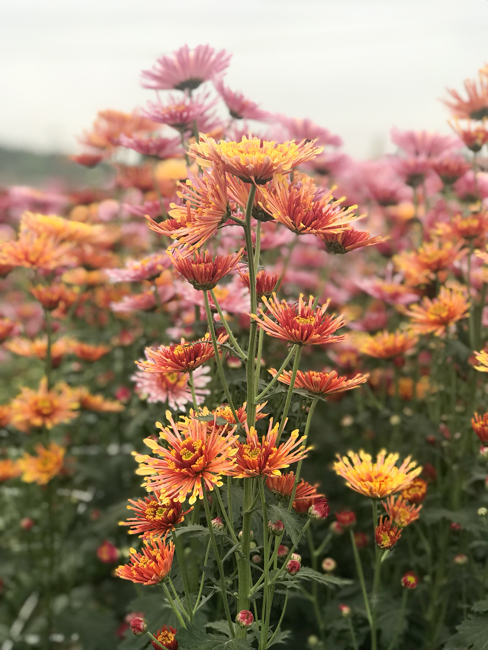 Không khí chuẩn bị Tết Kỷ Hợi tại chùa Đống Cao – Thanh Hóa