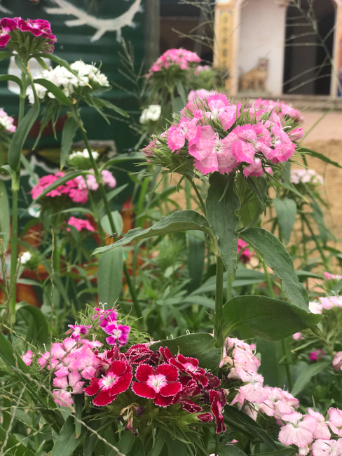 Không khí chuẩn bị Tết Kỷ Hợi tại chùa Đống Cao – Thanh Hóa