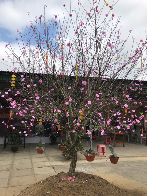 Không khí chuẩn bị Tết Kỷ Hợi tại chùa Đống Cao – Thanh Hóa