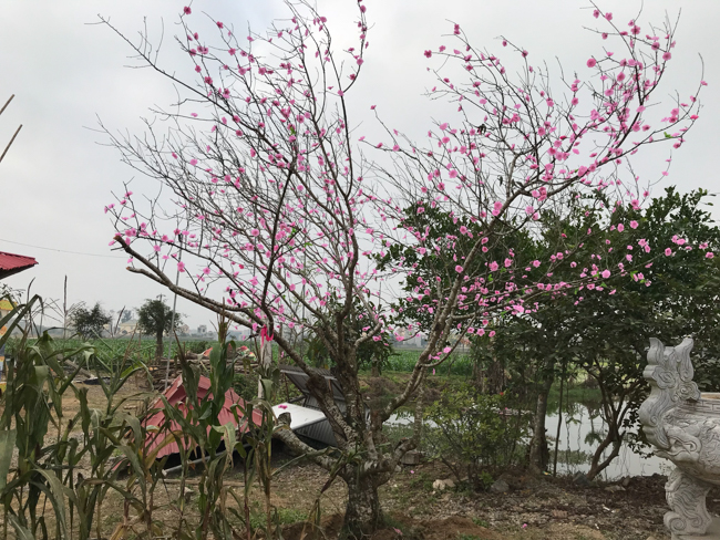 Không khí chuẩn bị Tết Kỷ Hợi tại chùa Đống Cao – Thanh Hóa