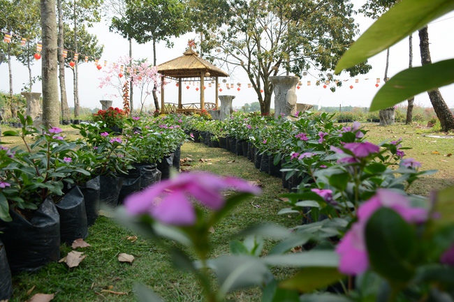 Hương Pháp, Củ Chi chuẩn bị đón xuân