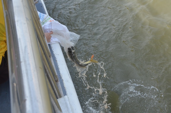 Attending the Final Year Ceremony of the Buddhist Intermediate Institute, Creature Release in Can Tho City.