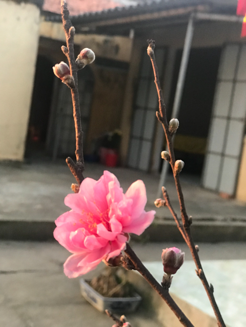 New Year's Eve and the first days of the year at Dong Cao Pagoda - Thanh Hoa