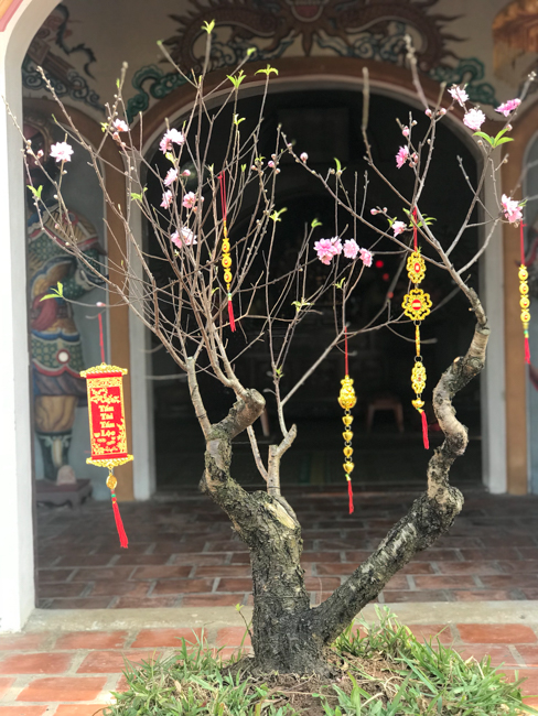 New Year's Eve and the first days of the year at Dong Cao Pagoda - Thanh Hoa