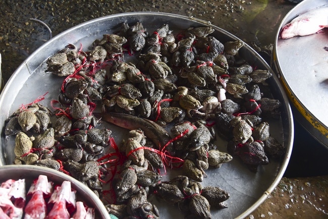 Offering alms at Quoc Thoi pagoda and releasing creatues in Ben Tre