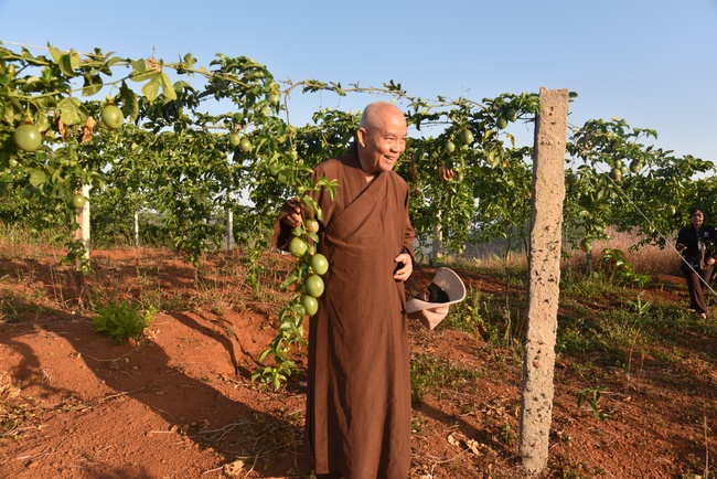 Offering nine branches of Hoang Phap Pagoda