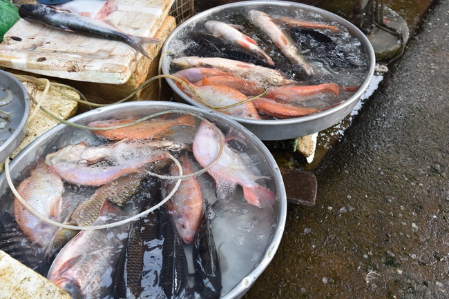 Offering the Buddha statue to Dac Phap Pagoda and releasing creatures.