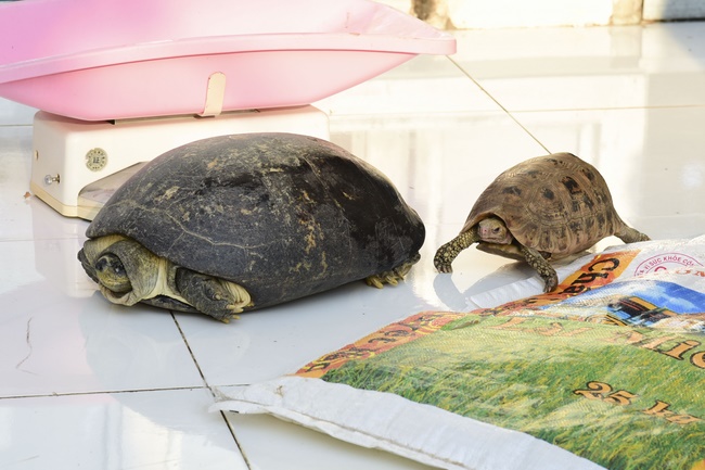 Rebirth praying ceremony, cremating and handing over two turtles Heosemys annandalii and Elongated tortoise.