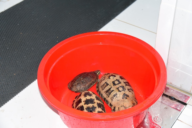 Freeing creatures in Can Tho