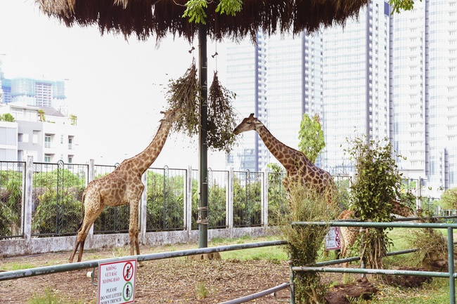 Visiting the zoo and releasing creatures at Bach Dang port