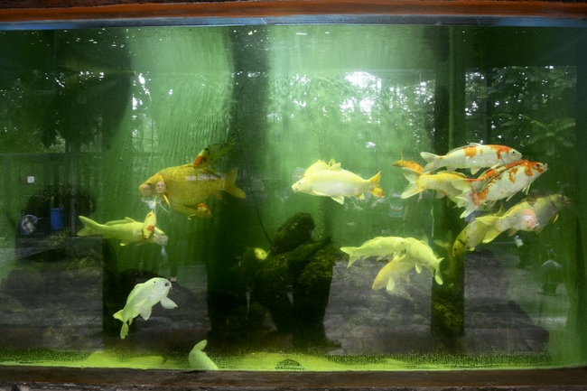 Các em xuất gia gieo duyên sinh hoạt ngoại khóa