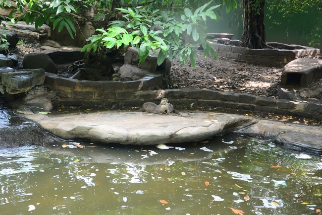 Các em xuất gia gieo duyên sinh hoạt ngoại khóa