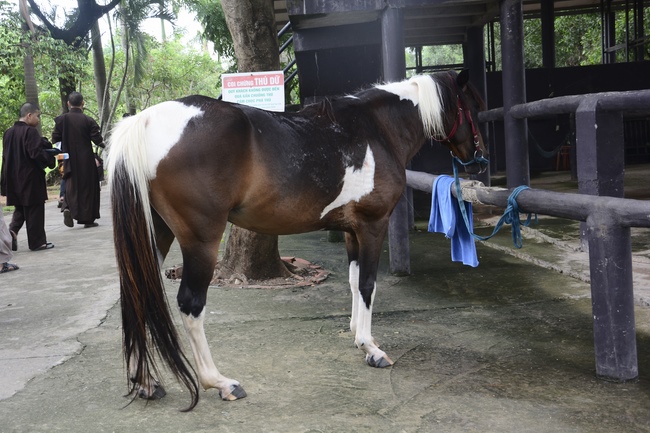 Các em xuất gia gieo duyên sinh hoạt ngoại khóa