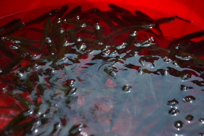 The late day of the Summer retreat at Tay Khanh Pagoda