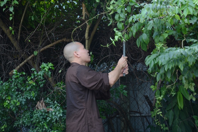 Preparing the Ullambana great Ceremony of gratitude to parents