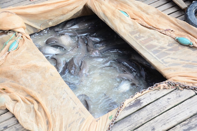 Releasing creatures on Van Phat yacht in Can Tho