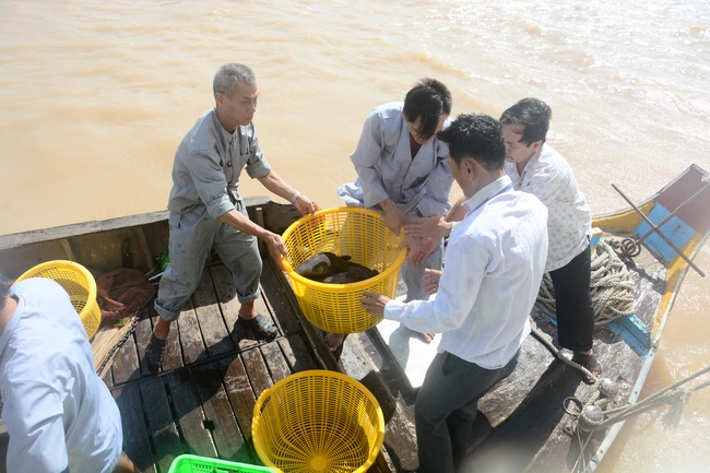 Releasing creatures on Van Phat yacht in Can Tho