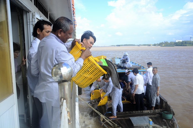 Releasing creatures on Van Phat yacht in Can Tho