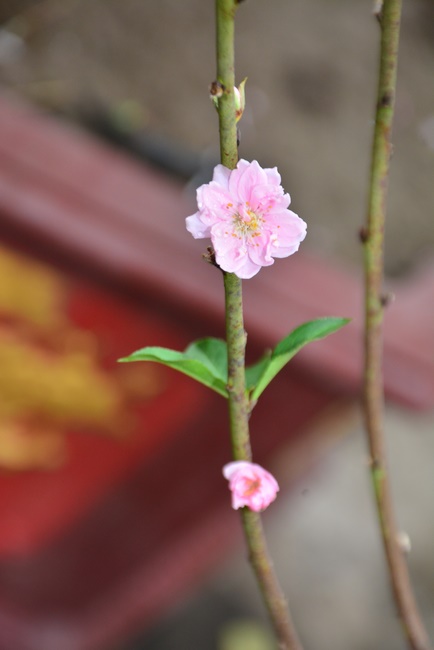 The One day Retreat and the Buddhist Activity Summary in 2019