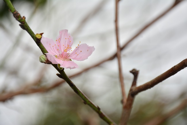 The One day Retreat and the Buddhist Activity Summary in 2019