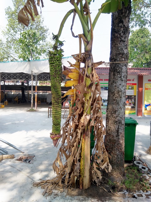 Series photos of activities preparing for the New Year 2020