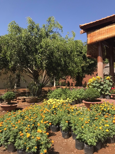 Welcoming the Spring of the Rat Year in Dak Nong