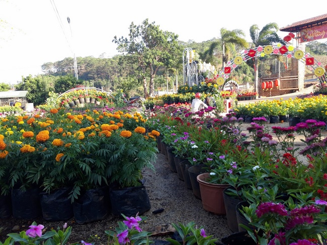 Welcoming the Spring of the Rat Year in Dak Nong