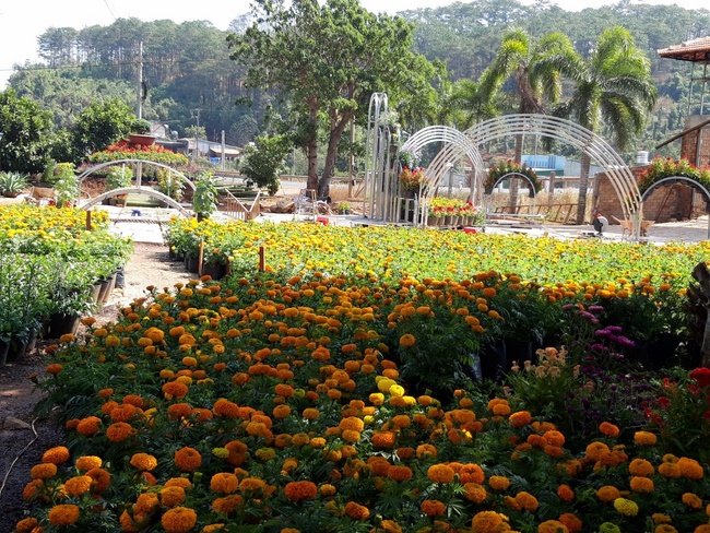 Welcoming the Spring of the Rat Year in Dak Nong