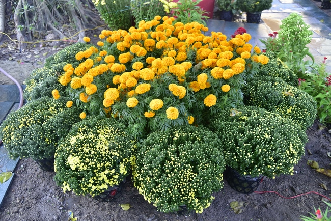 Series photos of activities preparing for the New Year 2020