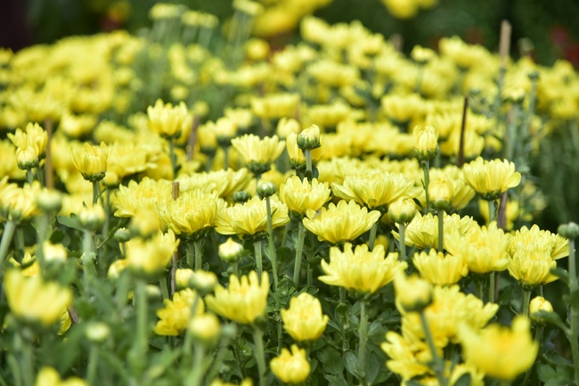 Series photos of activities preparing for the New Year 2020