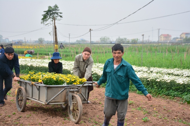 Welcoming the spring at Tay Khanh pagoda, Thai Binh