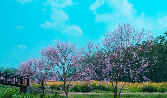 Đón xuân tại chùa Tây Pháp, Tây Ninh